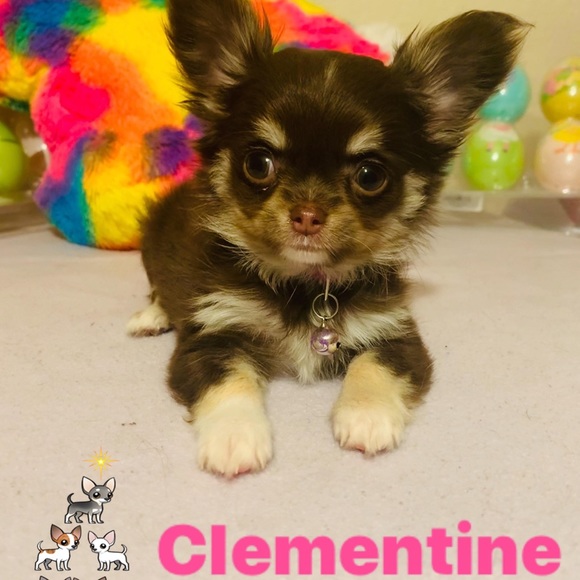 Meet your Posher, Sarah - Picture 5 of 5